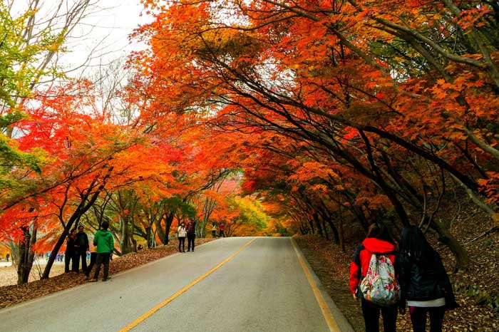 Tour Hàn Quốc - Tản bộ dưới tán phong đỏ rực