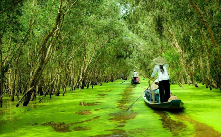 Chèo thuyền qua những tán cây, mảng bèo xanh ươm thế này cảm giác như đang lạc vào tiên cảnh vậy. Tour du lich An Giang.