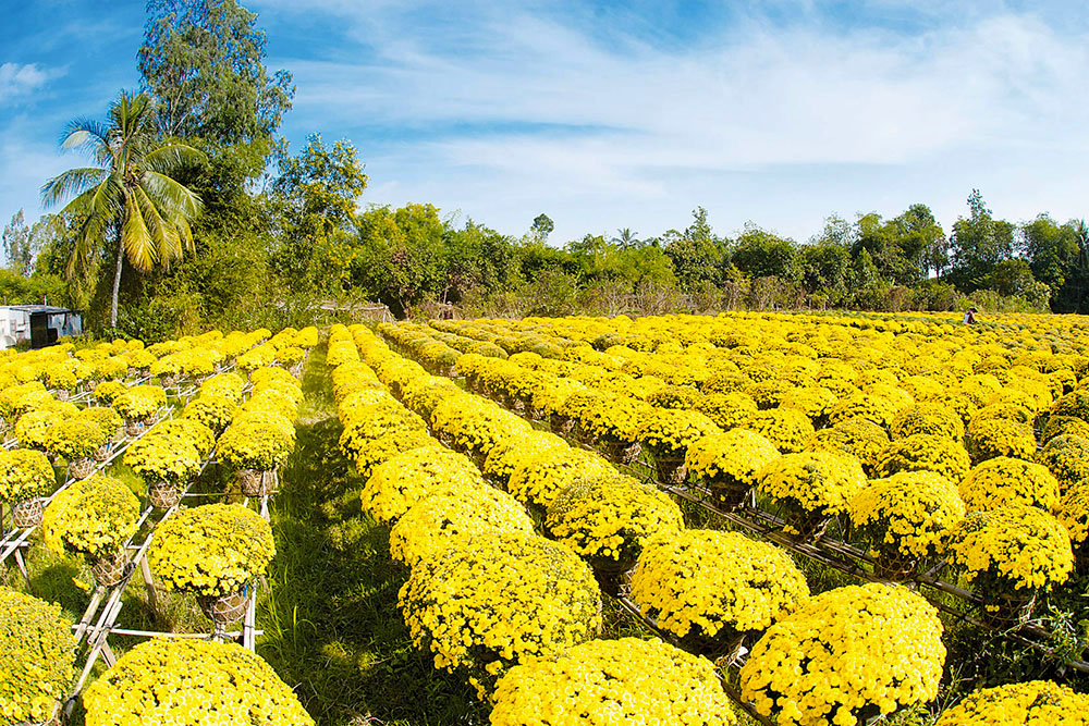 Làng hoa Bà Bộ rực rỡ sắc hoa vàng. Tour cần thơ, tour can tho