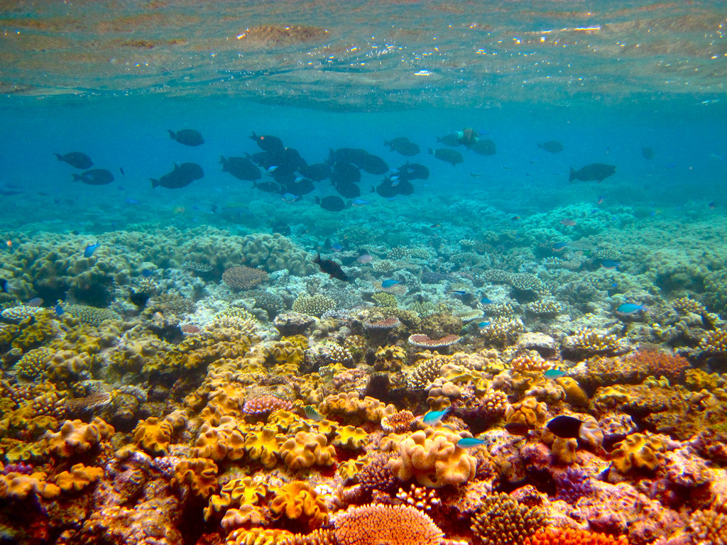 bạn sẽ khó có thể cưỡng nổi vẻ đẹp tựa tiên cảnh của Great Barrier Reef khi đi tour châu Úc đâu.