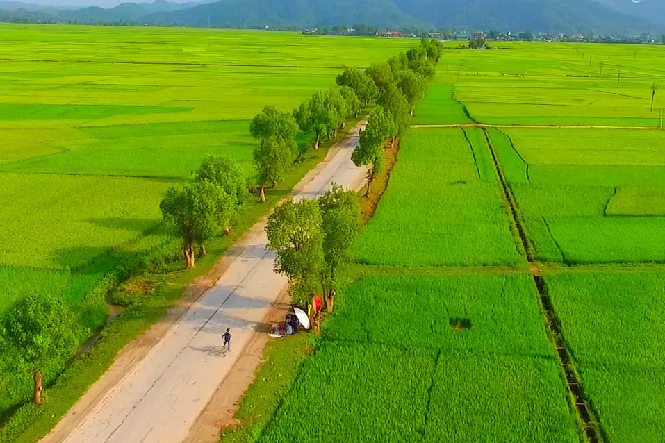 Cánh đồng Mường Thanh khoác lớp áo xanh rì của lúa. tour điện biên, tour dien bien. 