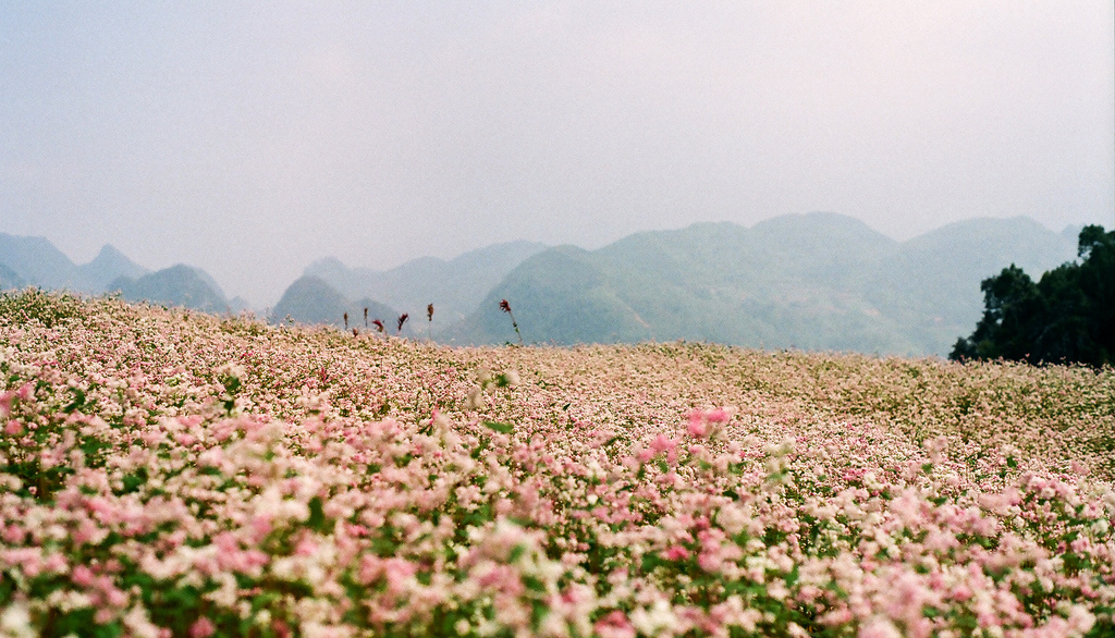 Tháng 10 rủ nhau lên Hà Giang, sống ảo ở những cánh đồng tam giác mạch đẹp trong trẻo như thế này. Tour Đông Bắc.