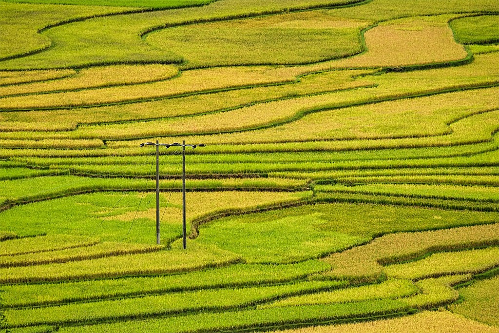 Cánh đòng Mường Than mùa lúa từ xanh chuyển sắc vàng. Tour du lich Lai Chau. Tour Lai chau.