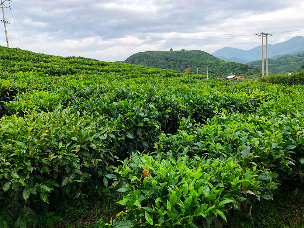 Một góc đồi chè Tân Uyên, Lai Châu vô cùng ấn tượng. Tour du lịch Lai Châu. Tour lai châu.