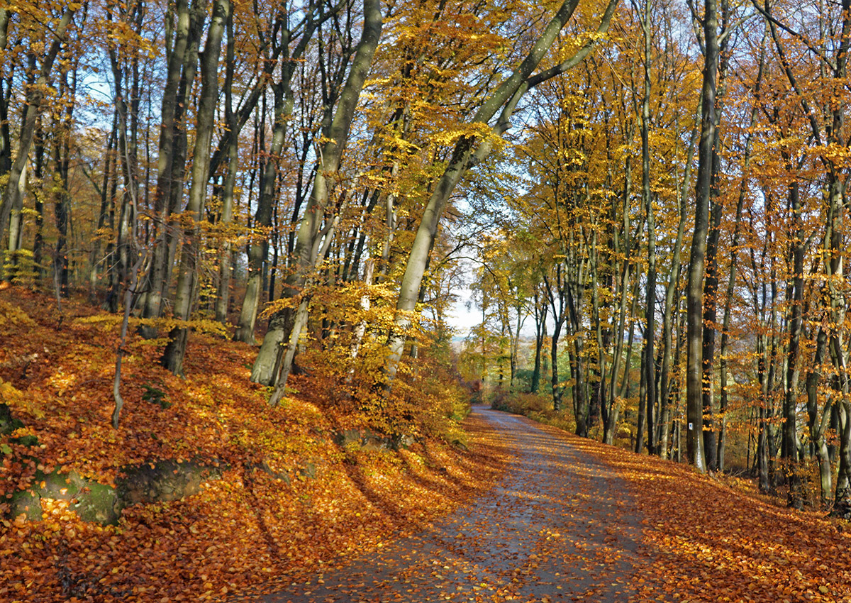 Mùa thu nhuộm vàng khắp mọi không gian. Tour du lich Luxembourg.