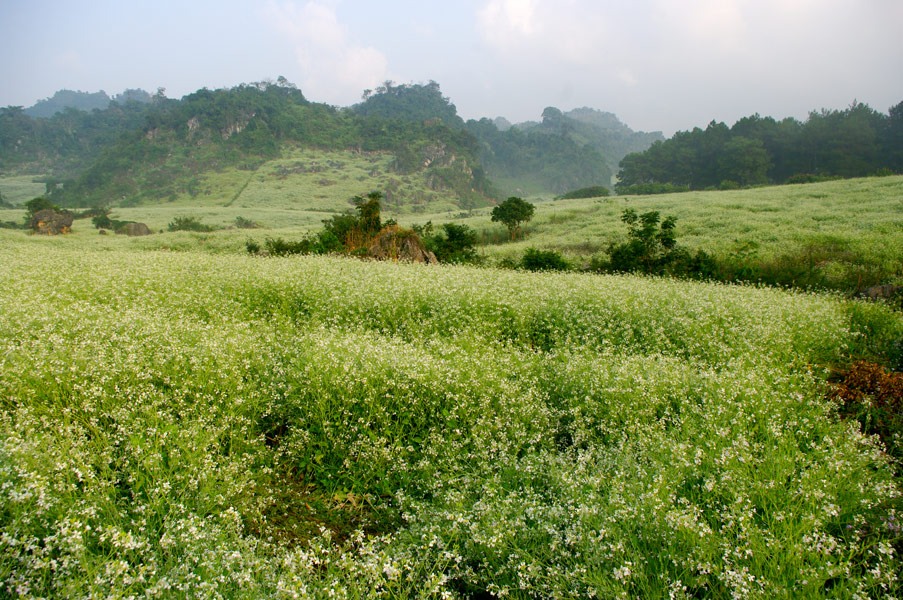 Đồi hoa cải ở bản Áng cũng thơ mộng không kém. Tour Mộc Châu.