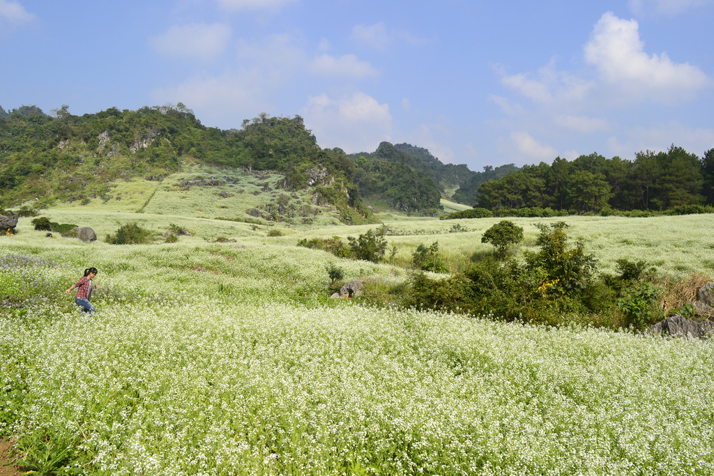 Ai chẳng mê mẩn trước cánh đồng cải trắng tinh khôi này cơ chứ. Tour du lich Moc Chau.