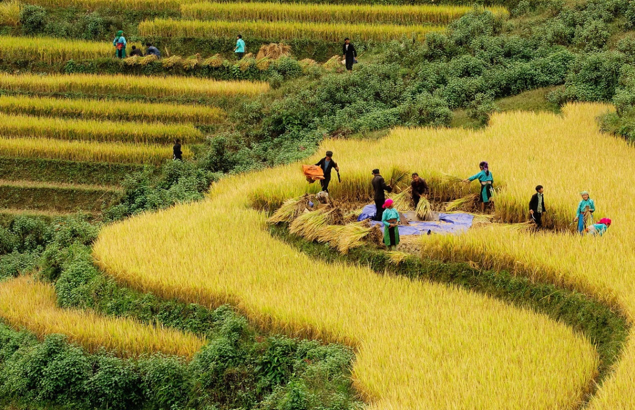 Tour Sapa mùa thu - Người dân lên nương gặt lúa chín vàng