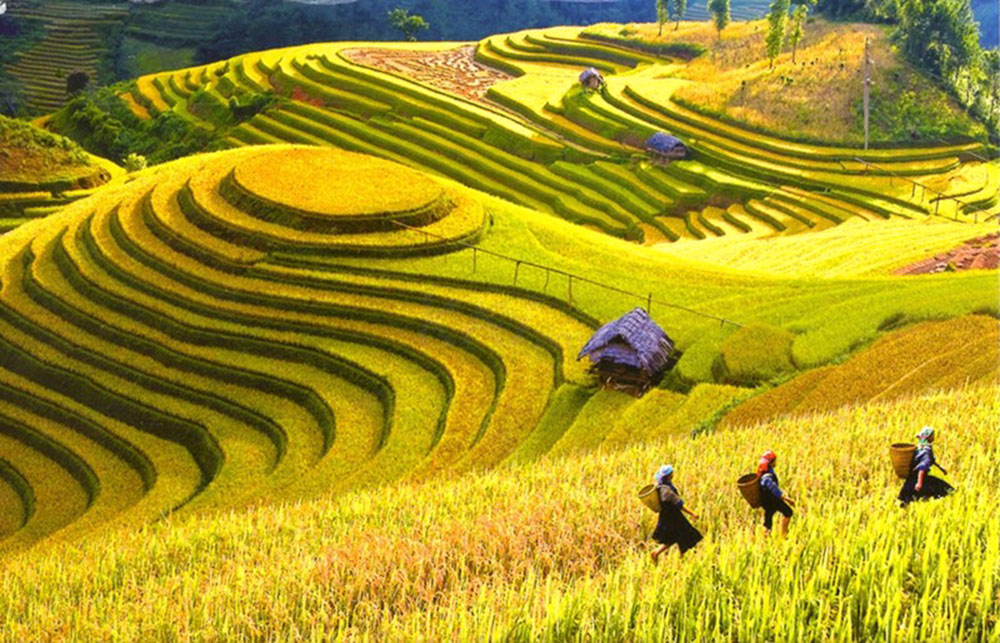 Tour Sapa mùa thu - Sắc vàng tràn ngập khắp núi đồi Sapa