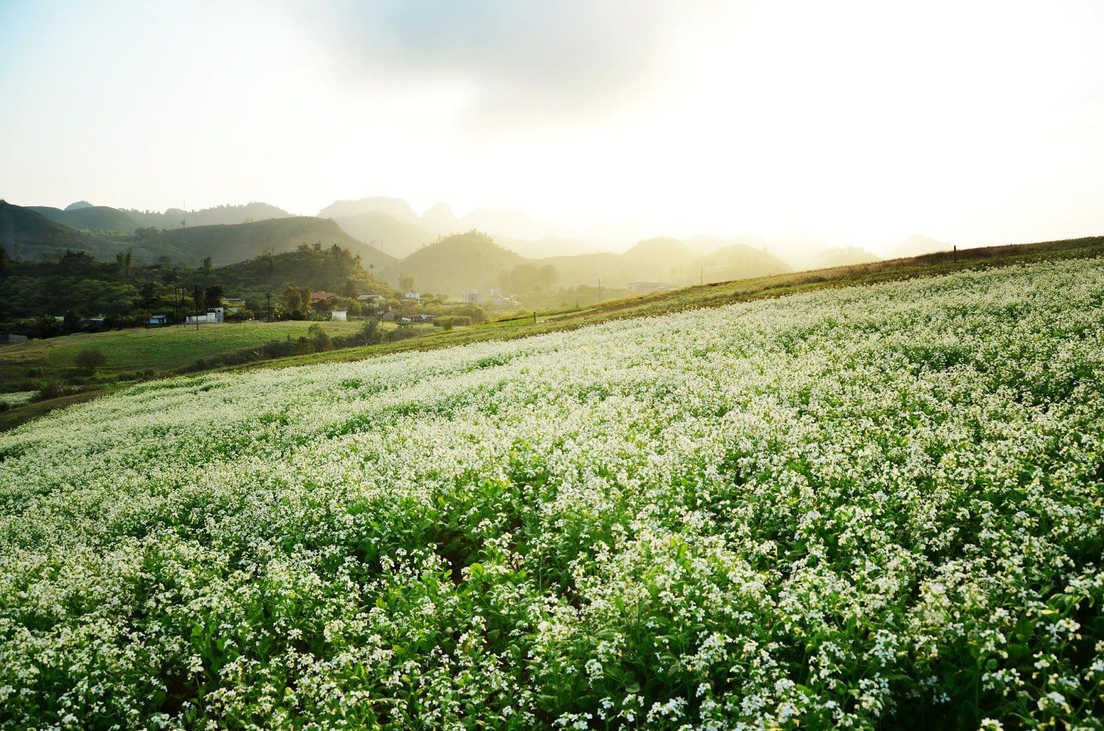 Tour Tây Bắc - Chìm đắm trong vườn hoa cải trắng tinh khôi của miền rẻo cao Tây Bắc