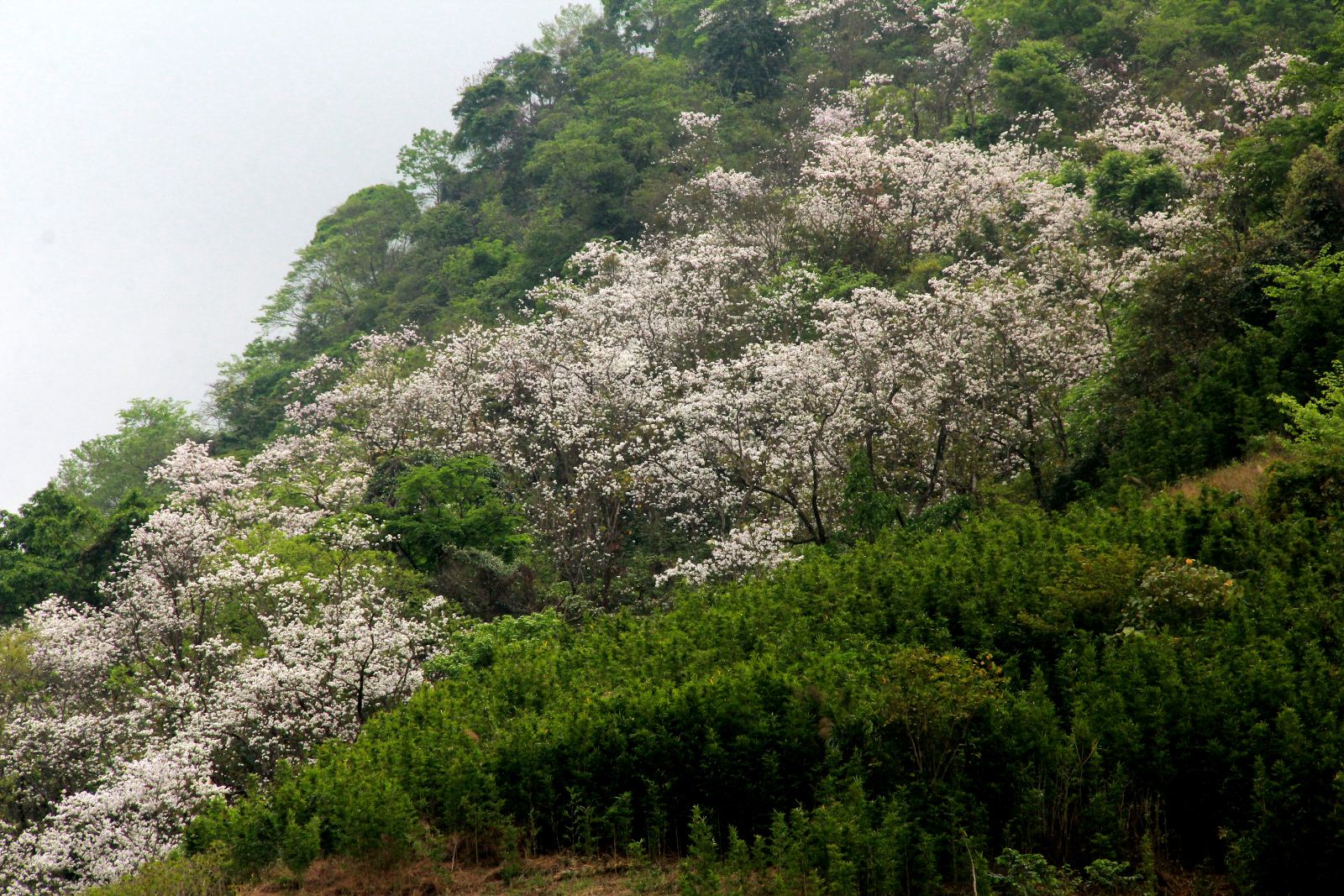 Tour Tây Bắc - Du lịch Tây Bắc mùa hoa ban nở