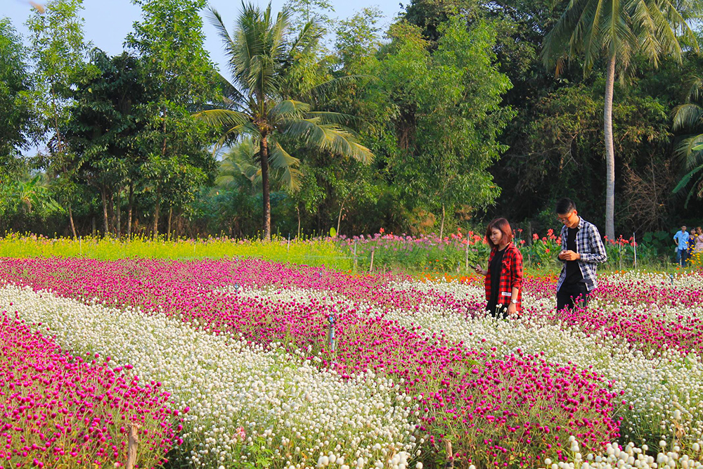 Vườn hoa Mãn Đình Hồng cũng là nơi nhiều khách du lịch Tiền Giang ưa thích đến sống ảo lắm đấy. 